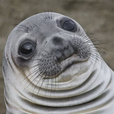 seal meme face